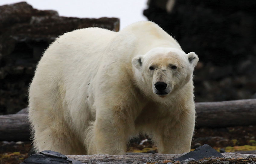 Cruising Svalbard Archipelago