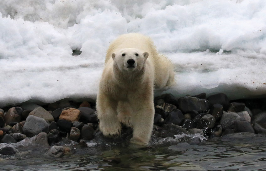 Cruising Svalbard Archipelago