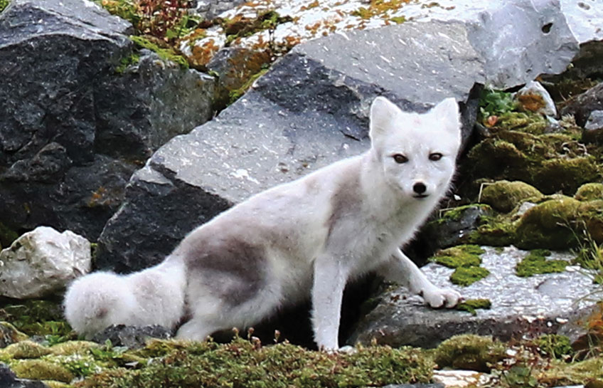 Cruising Svalbard Archipelago