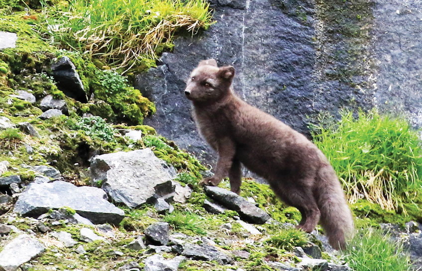 Cruising Svalbard Archipelago