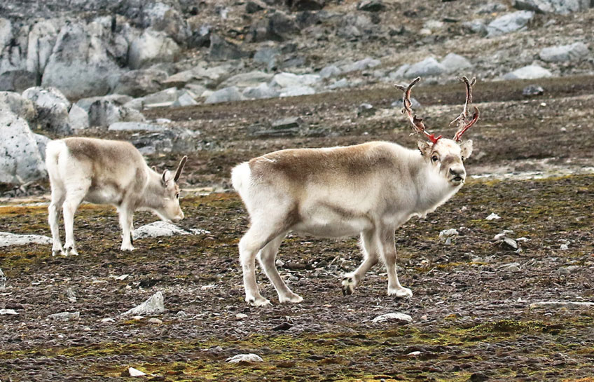 Cruising Svalbard Archipelago