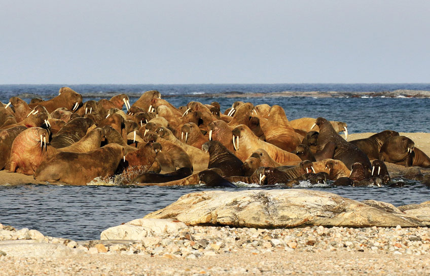 Cruising Svalbard Archipelago