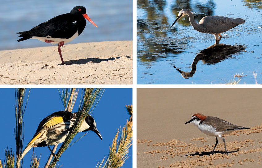 Fraser Island