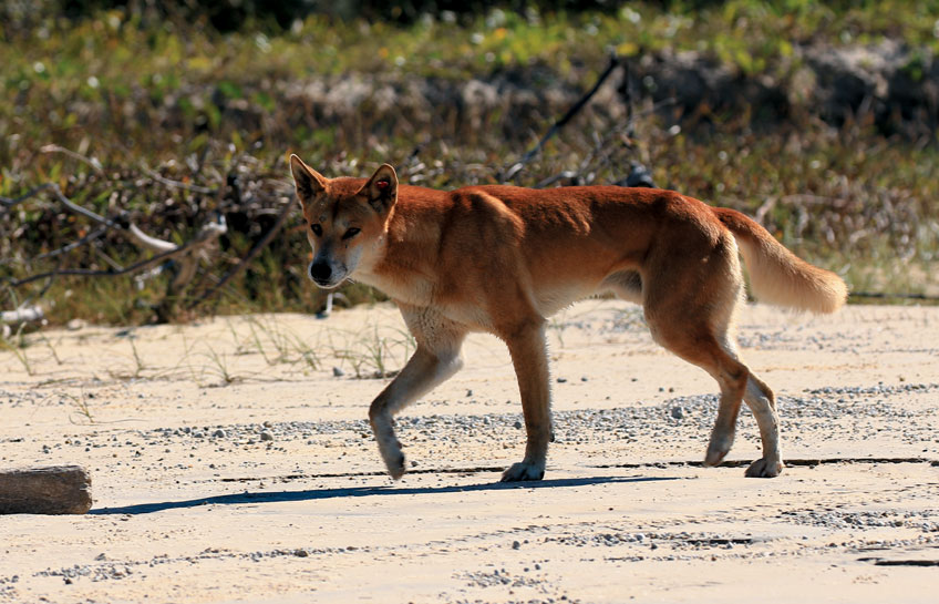 Fraser Island