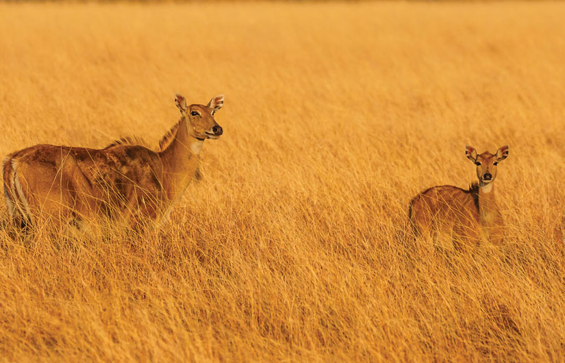 Velavadar National Park