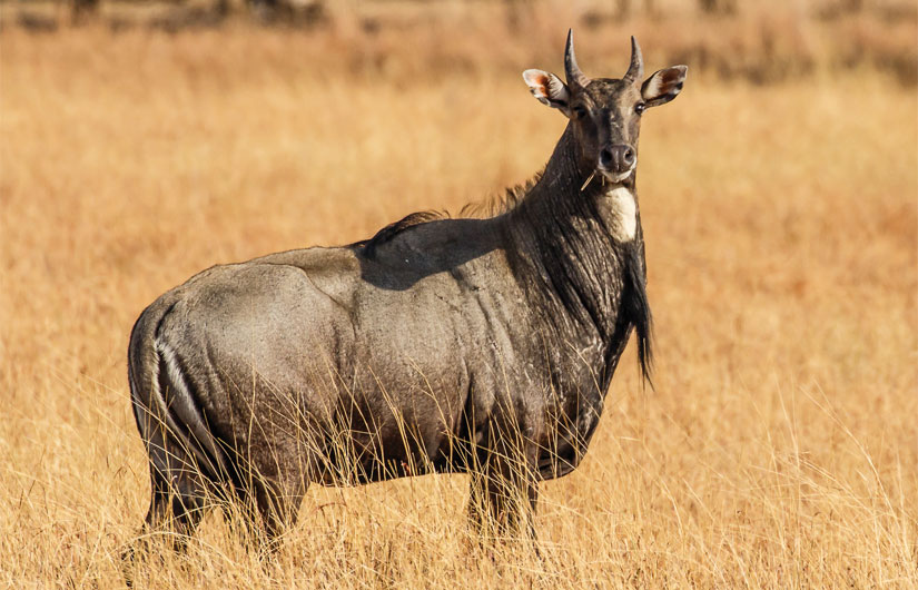 Velavadar National Park