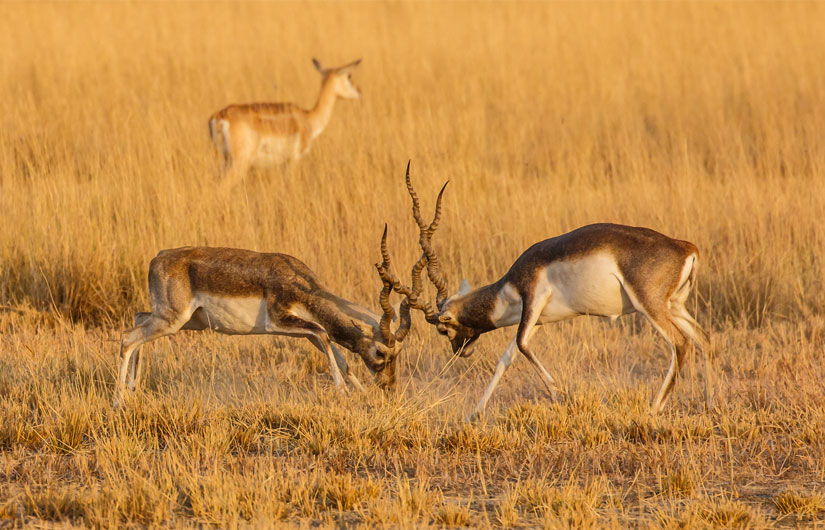 Velavadar National Park