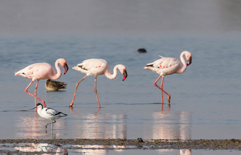 Little Rann Of Kutch