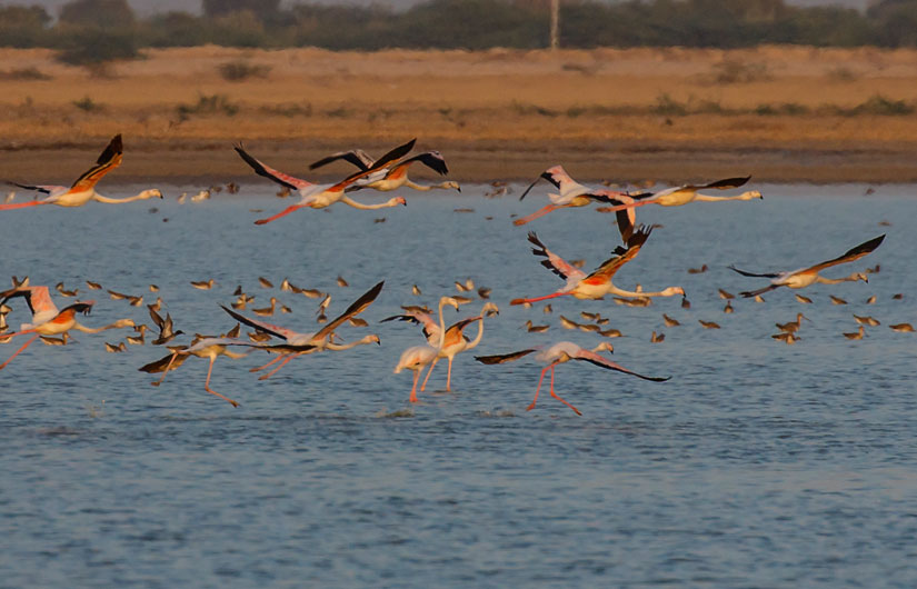 Little Rann Of Kutch