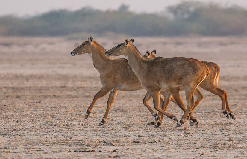 Little Rann Of Kutch