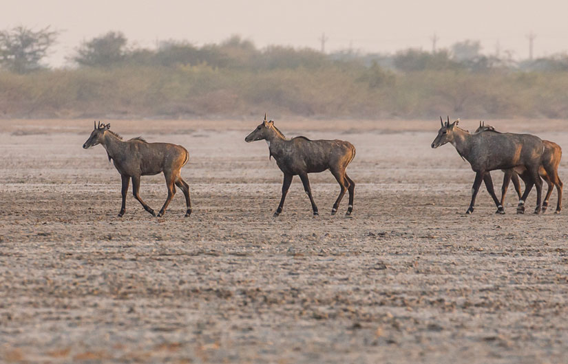 Little Rann Of Kutch