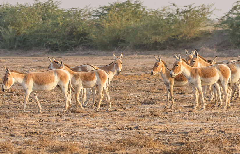 Little Rann Of Kutch