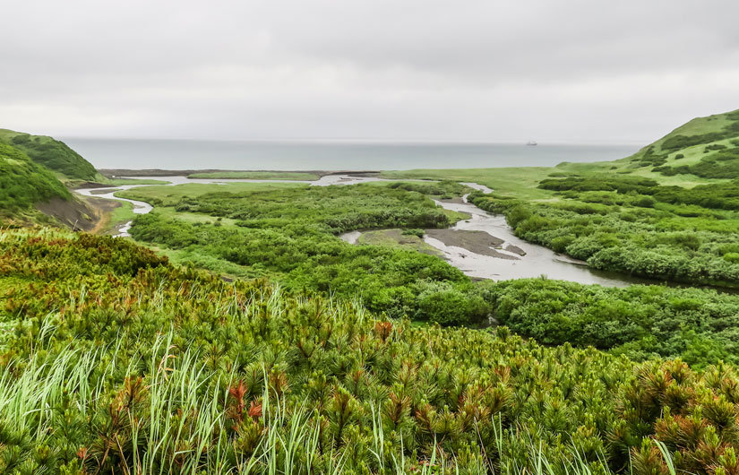 Searching For Kamchatka Brown Bears