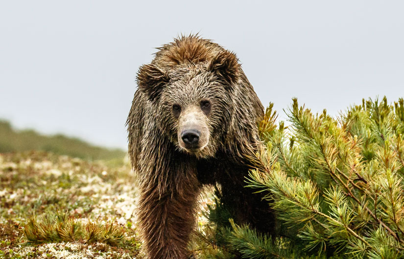 Searching For Kamchatka Brown Bears