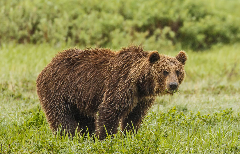 Searching For Kamchatka Brown Bears