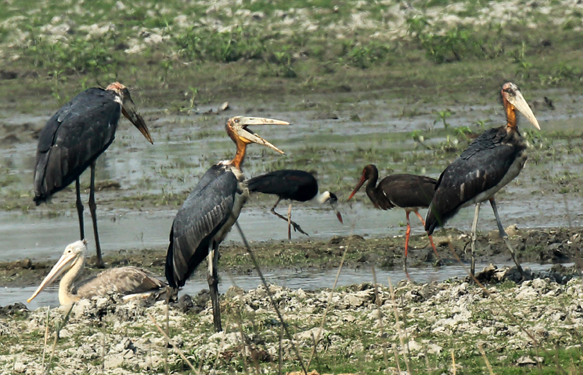 An Assam Adventure