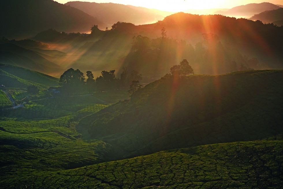 Cameron Highlands