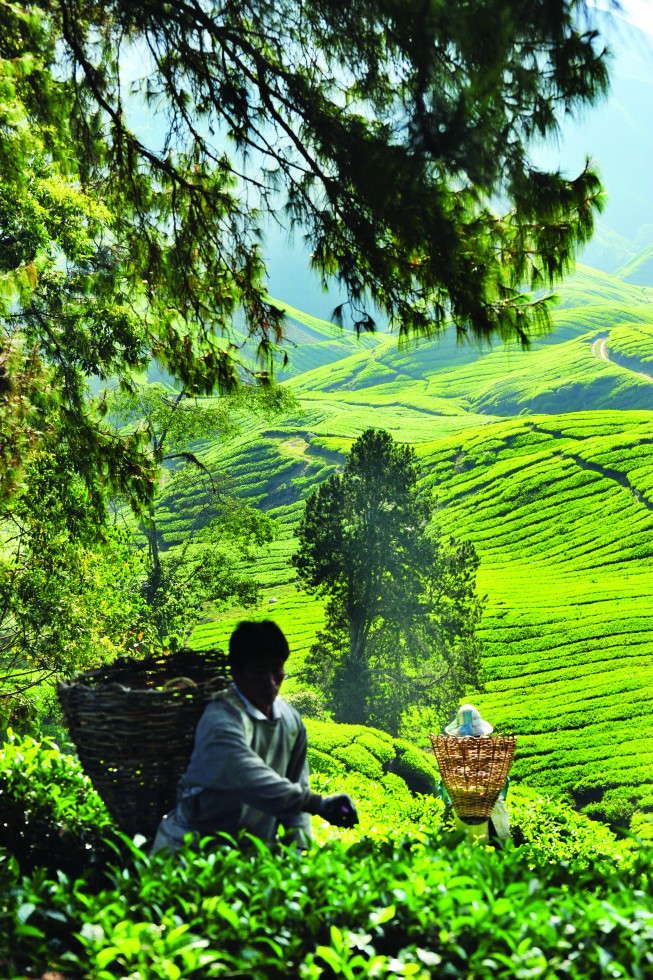 Tea plantation in the Cameron Highlands.