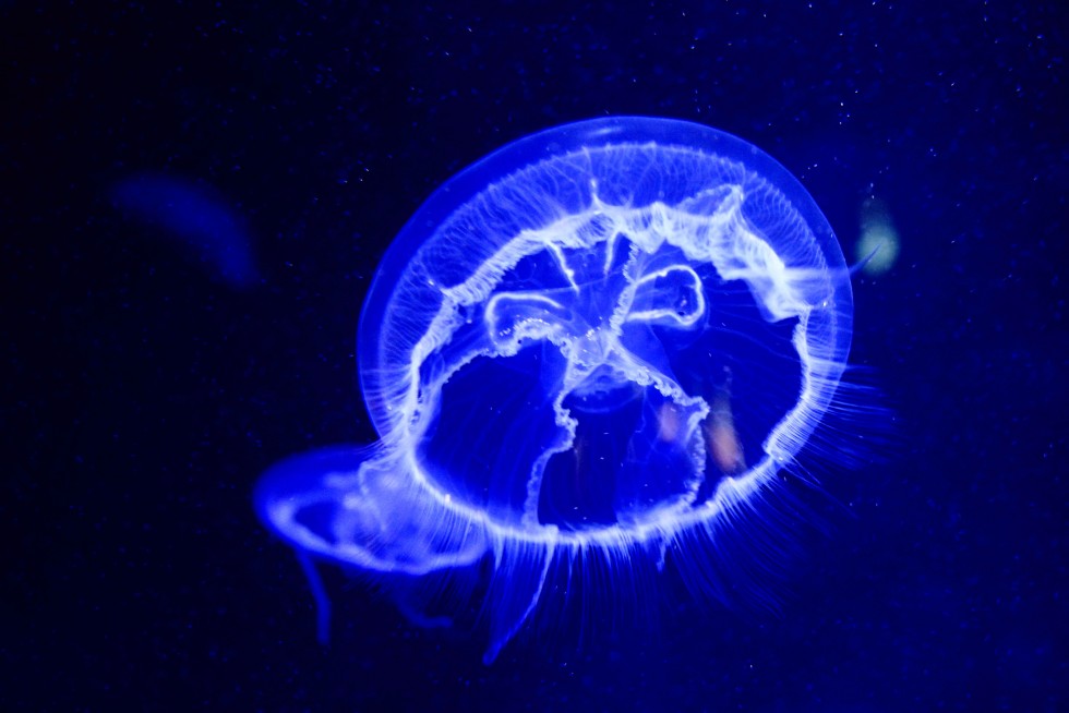 Moon jellyfish