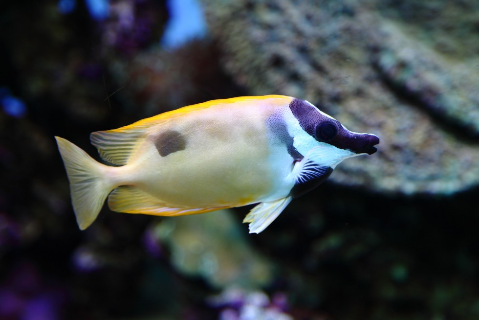 Foxface rabbitfish at the Waikiki Aquarium, Oahu.