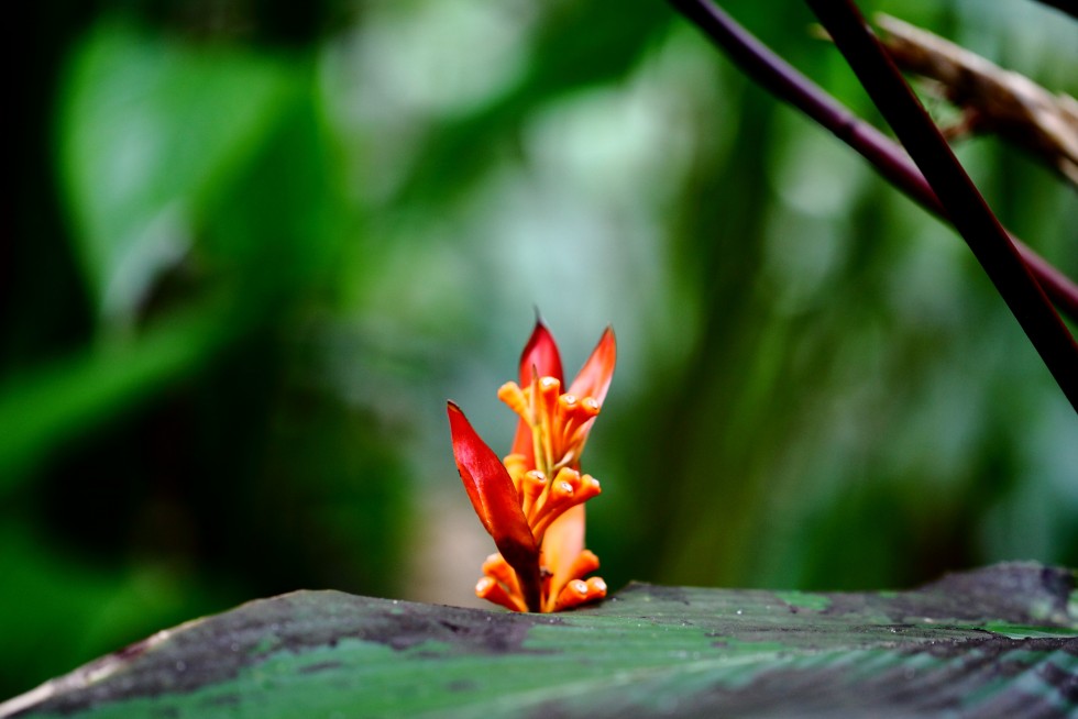 Big Island beauty.