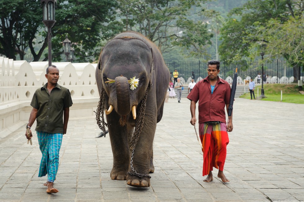 Kandy is the most religious site in Sri Lanka.