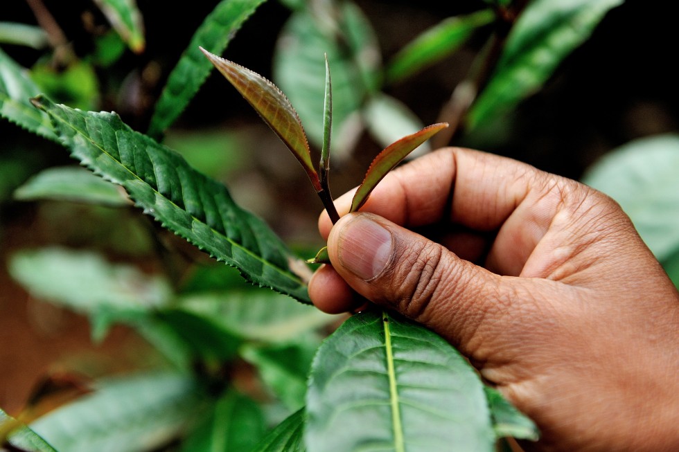 Sri Lanka is famous for Ceylon tea, and tea plantations are big business as tea is a major export along with rubber and spices.