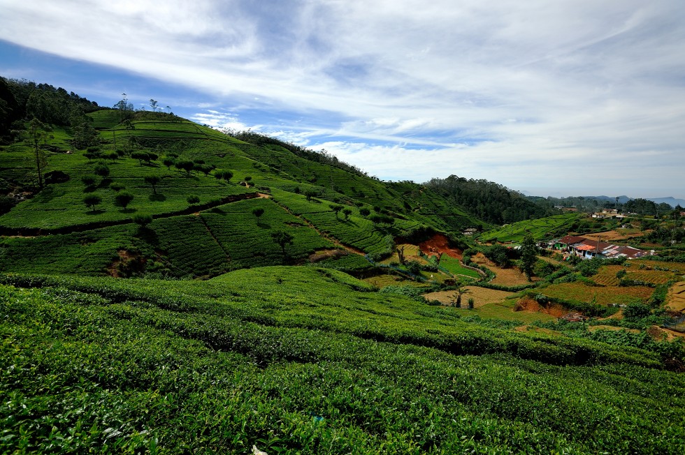 Sri Lanka is famous for Ceylon tea, and tea plantations are big business as tea is a major export along with rubber and spices.