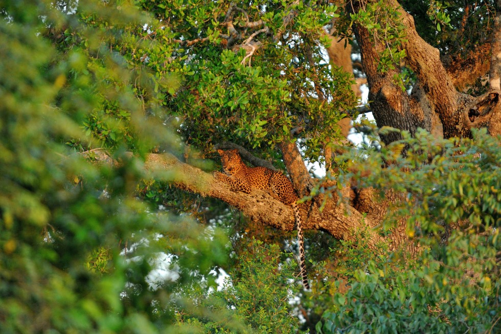 Yala National Park: Located in southeast Sri Lanka, Yala National Park is the country’s most visited and second largest national park.