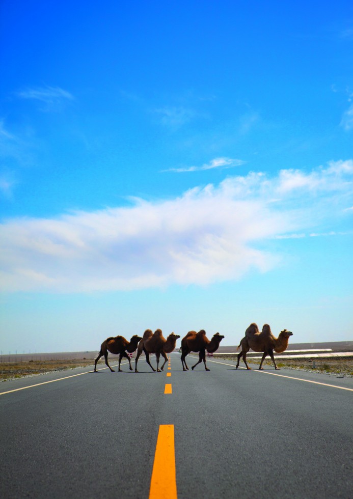 Taklamakan Desert: Cars speed down this highway but the indolent two-hump camels ignore them. They don’t even sway like their ancestors, who carried heavy loads of silk over long distances.