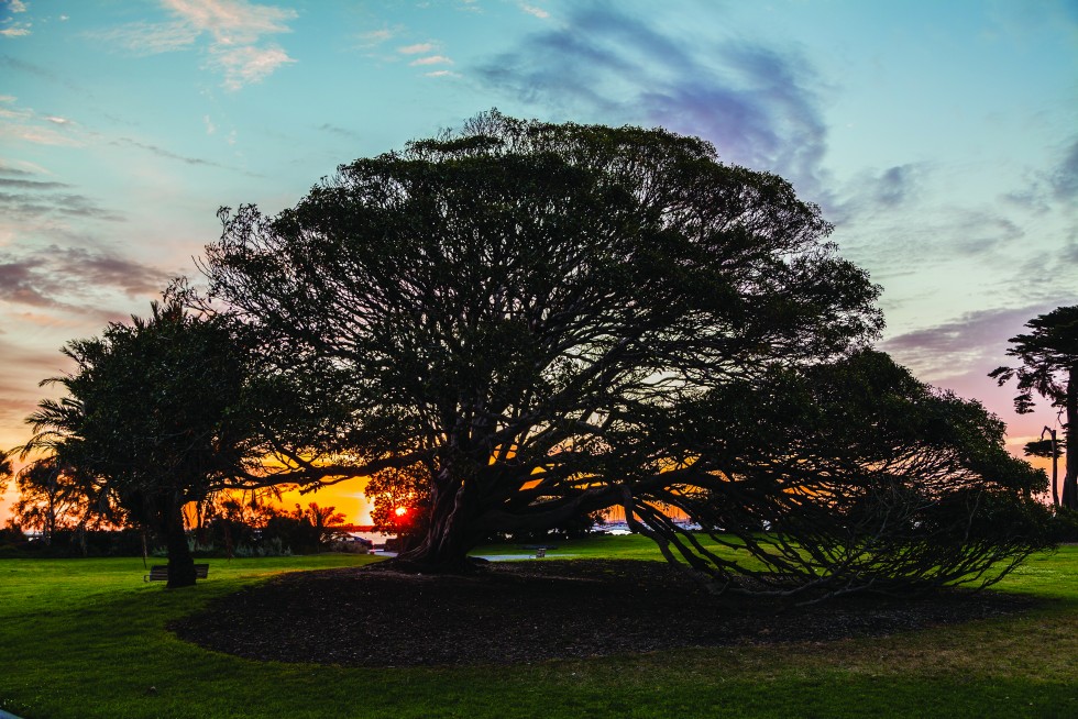 The Tree No One Knows. Albert Park, Australia.