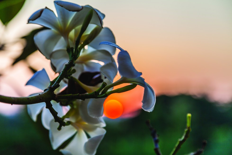 Ubon Ratchathani, Thailand: Sun extinguishing— flowers hear the tale of dews, red fingers to lips.