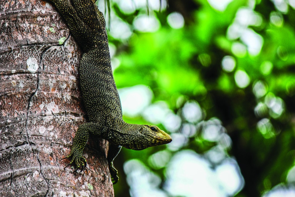 The island’s fauna is also fascinating, from noisy hornbills – the largest bird of the tropical forest – to overfed monitor lizards and stray cats.