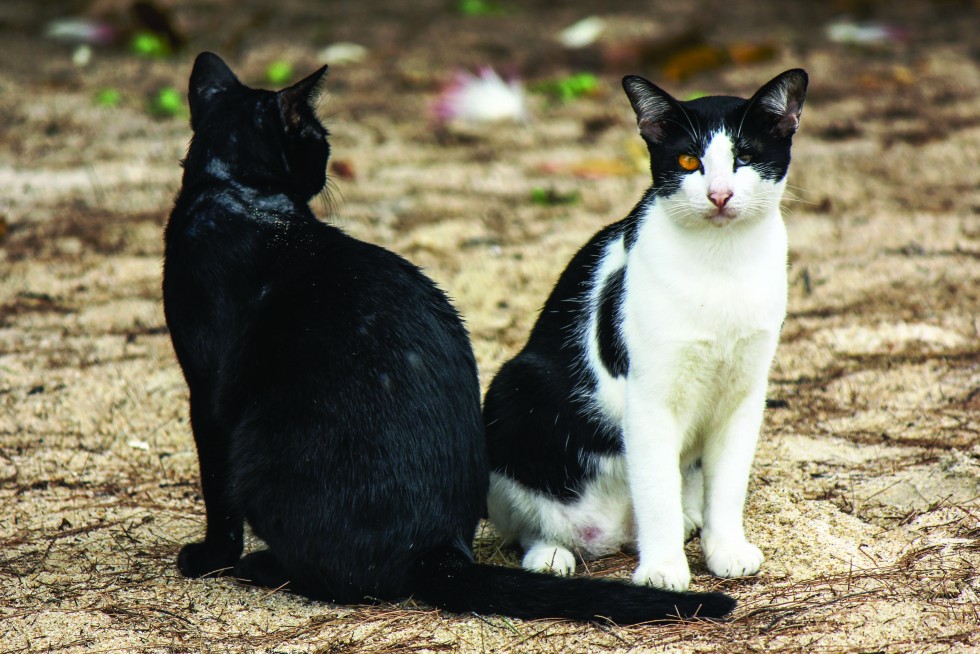 The island’s fauna is also fascinating, from noisy hornbills – the largest bird of the tropical forest – to overfed monitor lizards and stray cats.