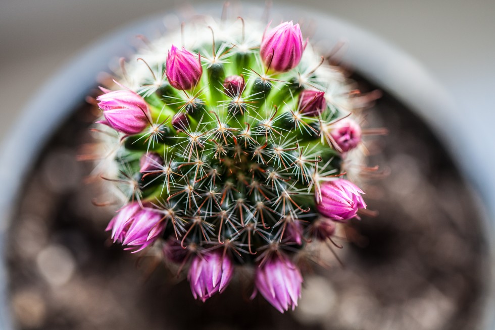 Prickly spheres. Cacti from the botanical gardens in Berlin, Germany; and on my window sill, unexpectedly blooming.