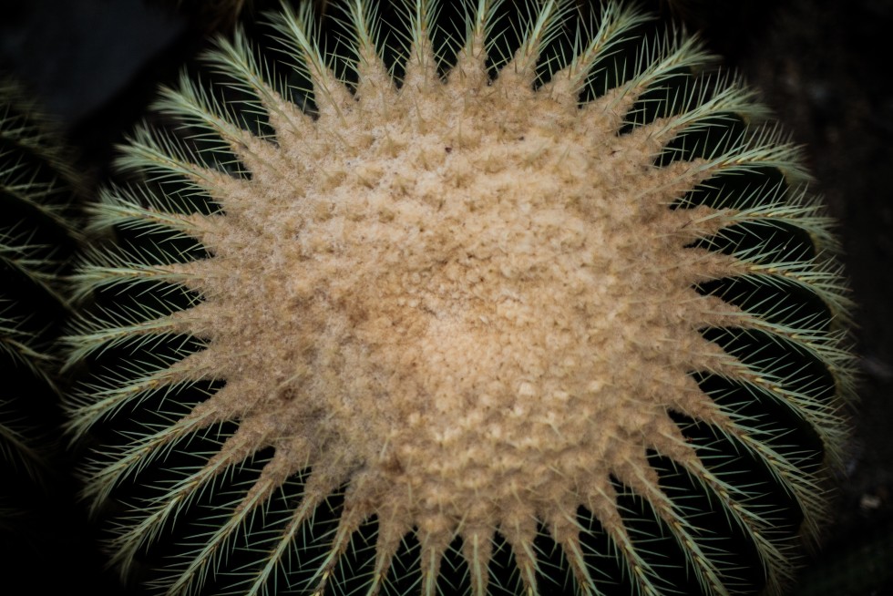 Prickly spheres. Cacti from the botanical gardens in Berlin, Germany; and on my window sill, unexpectedly blooming.