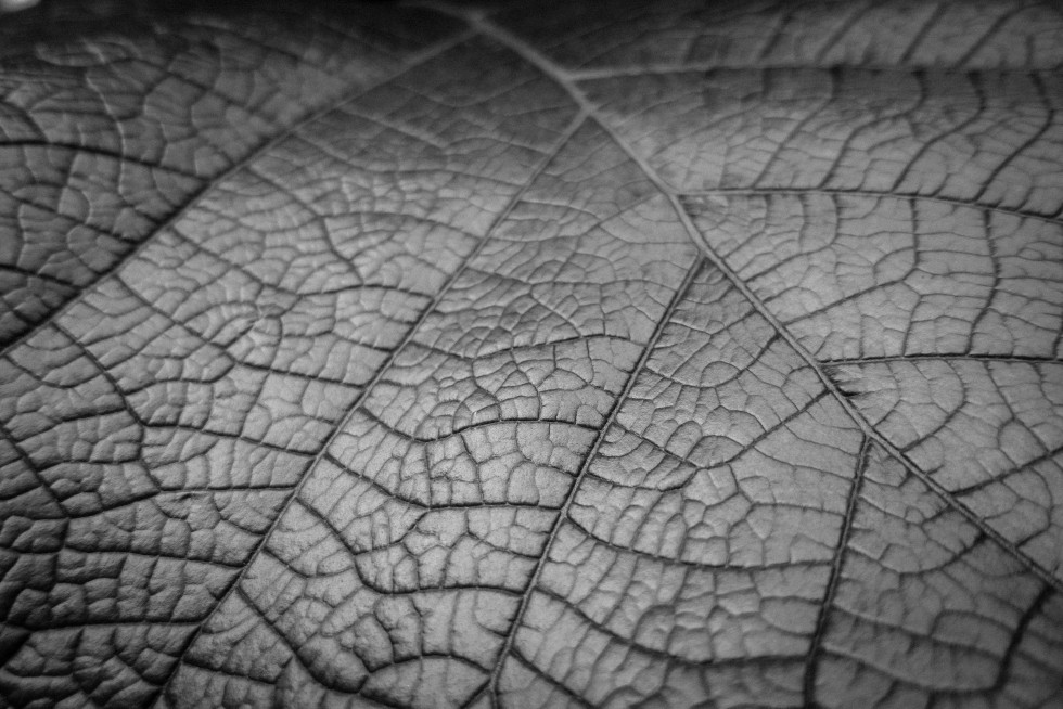 Leaf details in Leiden, the Netherlands. In the absence of colour, texture reigns.