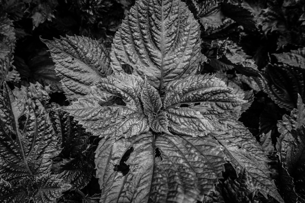 Leaf details in Leiden, the Netherlands. In the absence of colour, texture reigns.