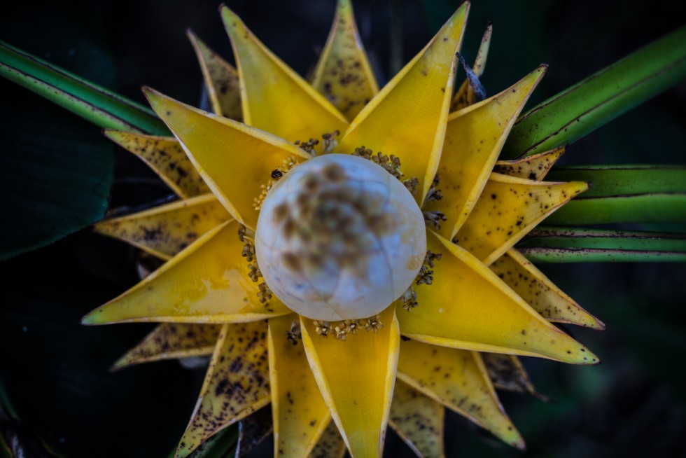 When plants are indistinguishable from their petals. Shot in Singapore and the Netherlands.