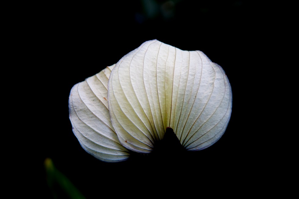 When plants are indistinguishable from their petals. Shot in Singapore and the Netherlands.