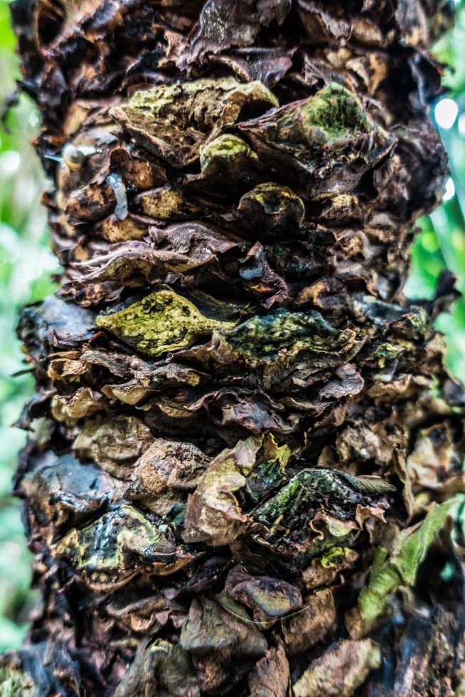 The textures of tree trunks, in Leiden, the Netherlands; and Hawaii.