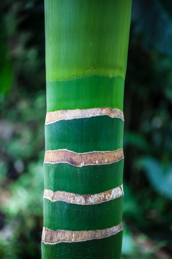 The textures of tree trunks, in Leiden, the Netherlands; and Hawaii.