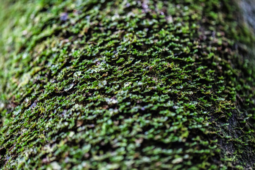 The textures of tree trunks, in Leiden, the Netherlands; and Hawaii.