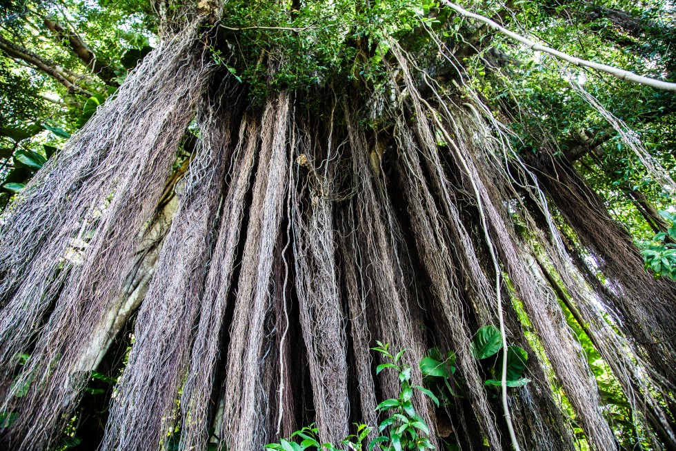 Exposed tree roots in Hawaii.