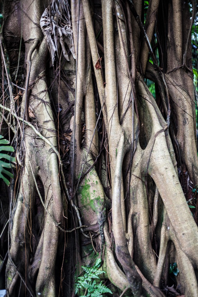 Exposed tree roots in Hawaii.