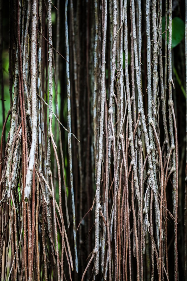 Exposed tree roots in Hawaii.