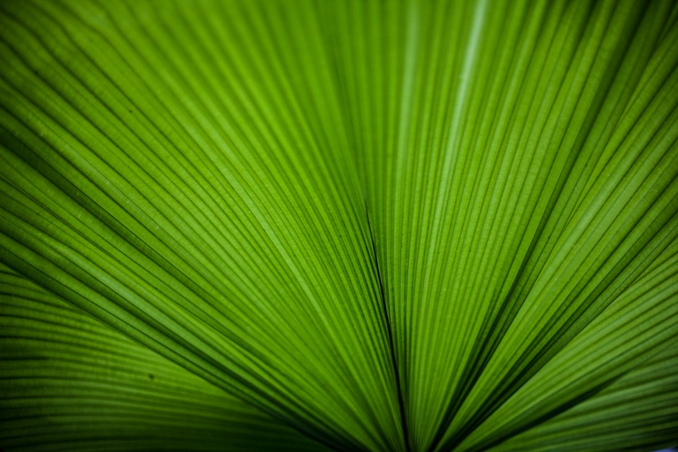 Fern details, Hawaii.