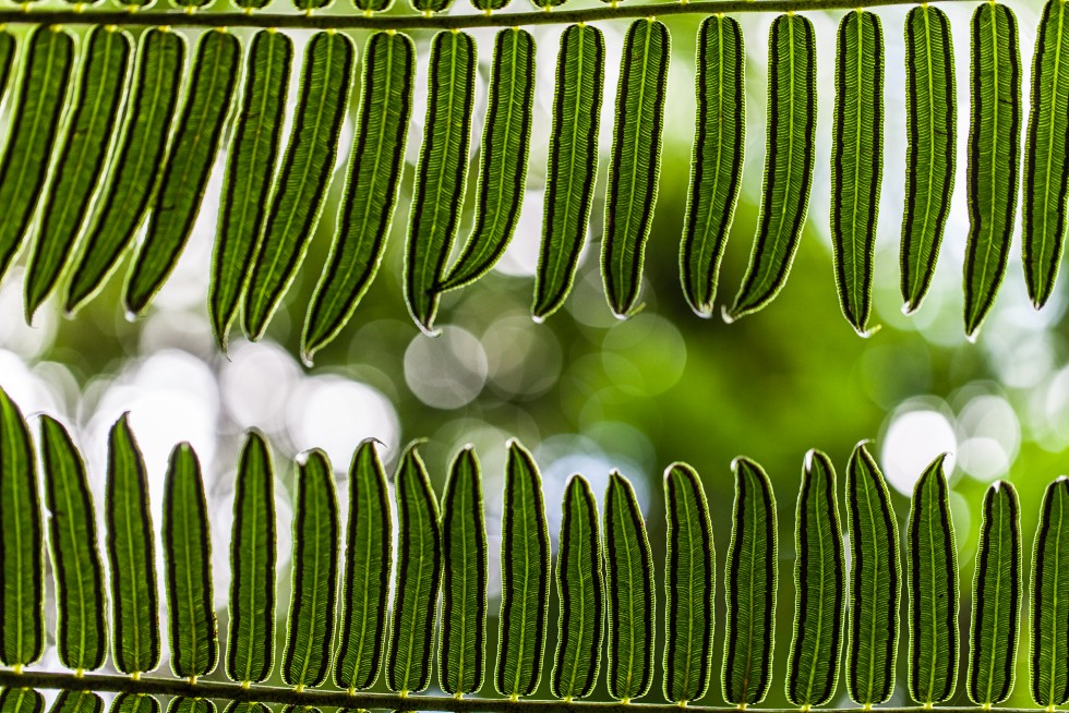 Fern details, Hawaii.