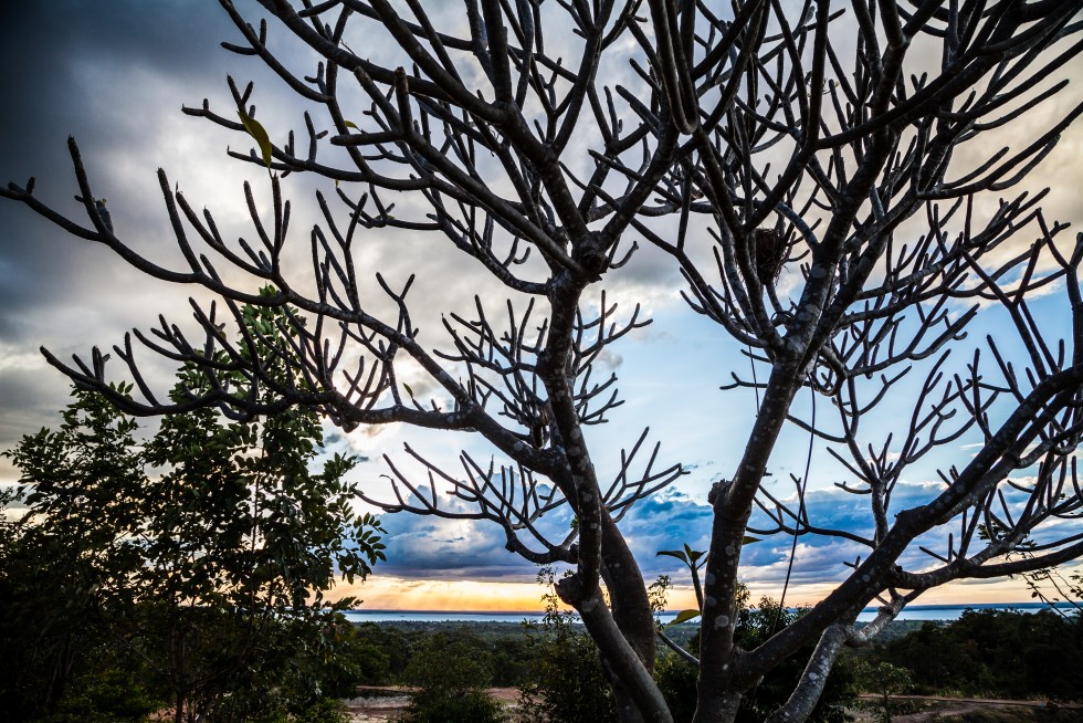 Bare branches set against the sky at dusk. A frangipani in Ubon Ratchathani, Thailand; and a tree in Nijmegen, the Netherlands.