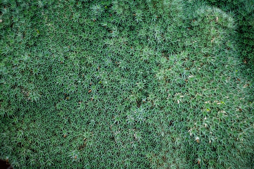 Abstract dangling tree roots and a sea of succulents in Hawaii.